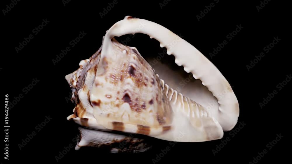 Seashell Isolated on Black Background, Warm Light – Close-up, Detail Seashell Isolated on Black Background, Warm Light – Close-up, Detail