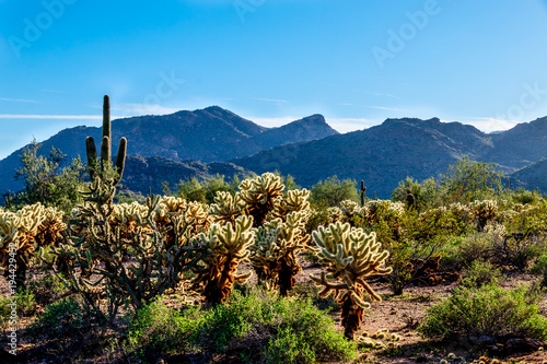 This is the magnificent desert in the Superstition Mountain Wilderness of Arizona in the vicinity of Black Mesa Trail.