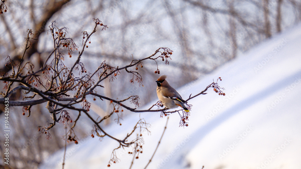 the Waxwing and Rowan in winter the Waxwing and Rowan in winter