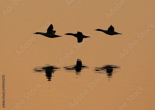 A silhouette of three flying goosanders above water in time of the orange sunset.