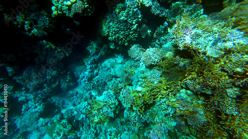 Underwater marine world
