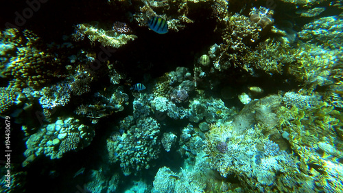 Underwater marine world