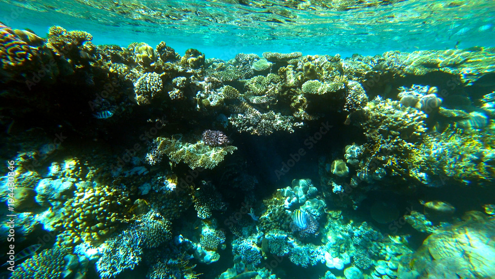 Underwater marine world Underwater marine world