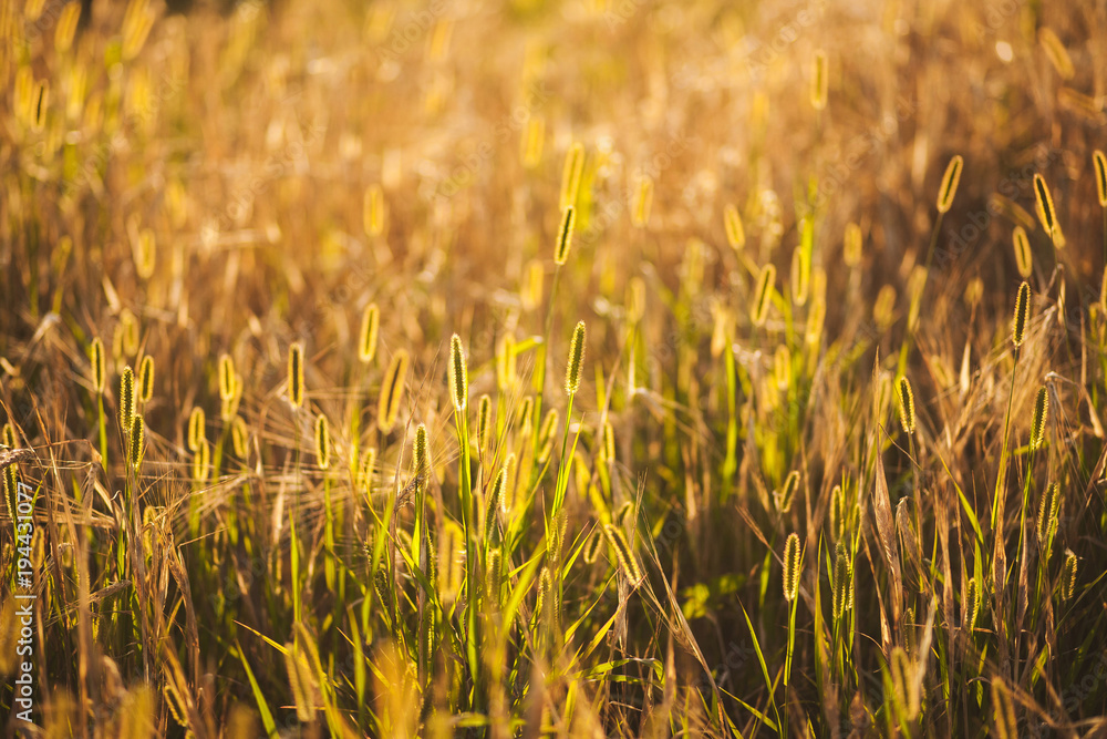 Closeup view of beautiful golden color grass in countryside meadow. Charming evening sunset backlit at growth. Natural background. Horizontal color photography.