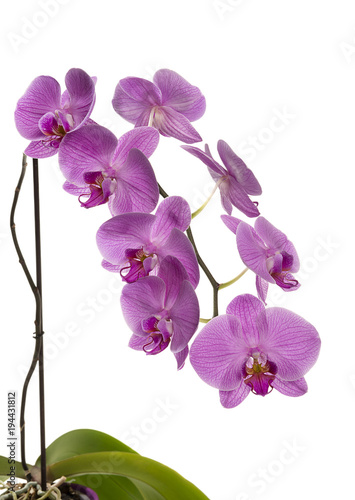 Magenta colored orchid in flower pot isolated on white background.   