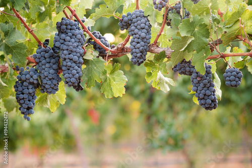 Obraz na płótnie Bunches of ripe Syrah wine grapes on vine with lush green foliage background