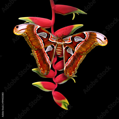 Atlas moth — Attacus atlas butterfly on heliconia rostrate or bird of paradise or hanging lobster claw flower isolated on black background, artwork photo