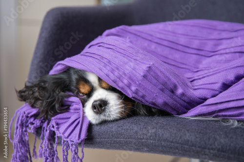 Cute dog under the warm blanket