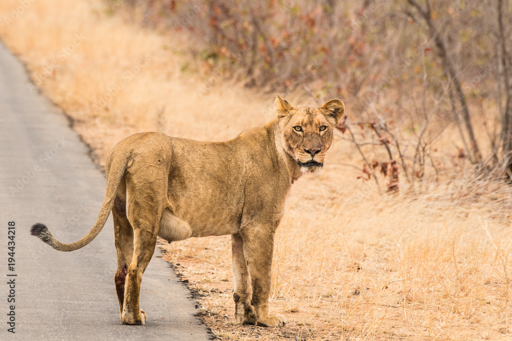Naklejka premium Leone