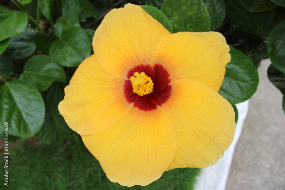 flower flower