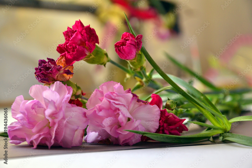 Obraz premium Carnation flowers pink