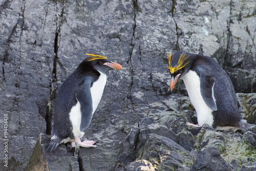 Macaroni penguins on rock