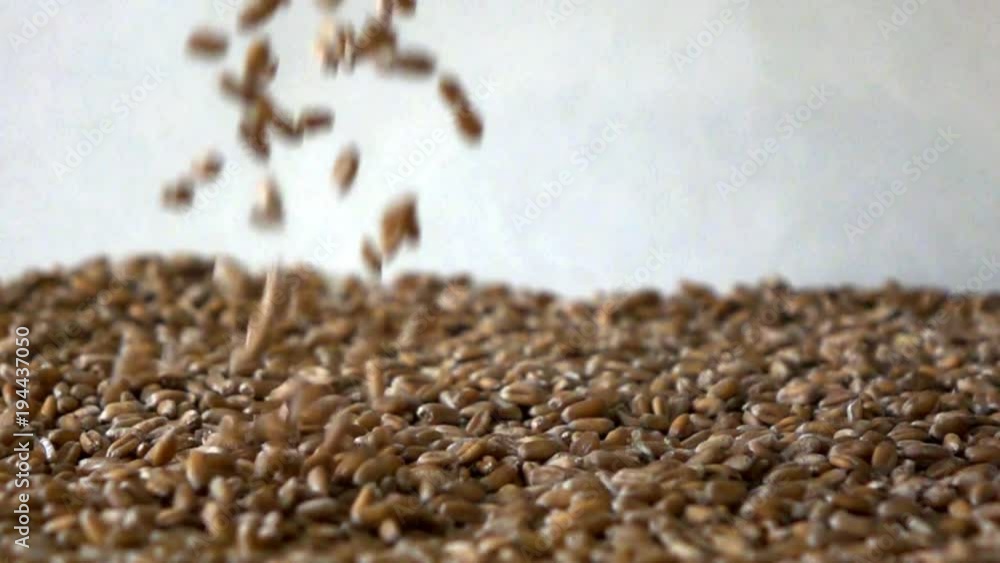 Wheat grains falling down in slow motion Wheat grains falling down in slow motion