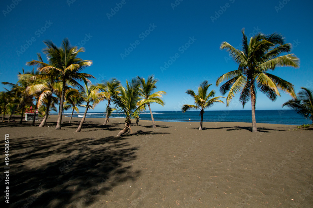 Palm tree on whit sand beach and blue lagoon in paradise island