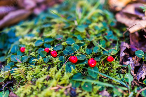 Macro closeup of red wintergreen teaberry, patridgeberry, or lingonberry berries on ground with green leaves covering forest in West Virginia