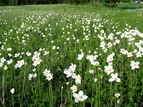 Meadow with grass and white flowers