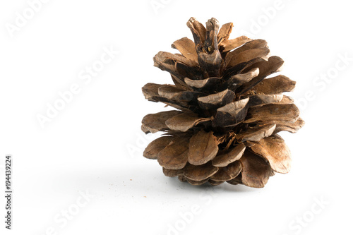 cones various coniferous trees isolated