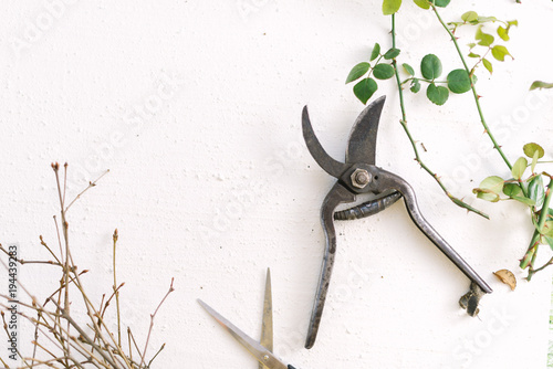 Garden scissors on a white background branches of plants