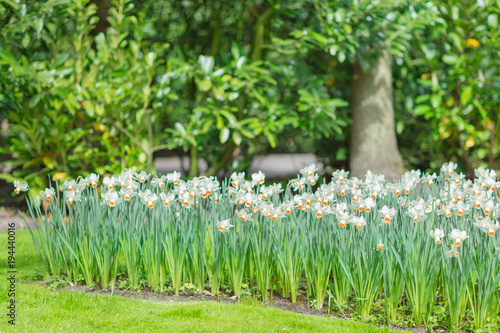 Fototapeta Naklejka Na Ścianę i Meble -  Blooming white daffodils (narcissus) in a park