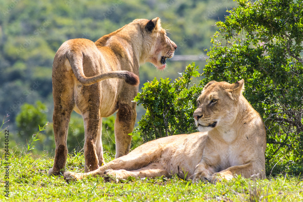 Fototapeta premium Leone