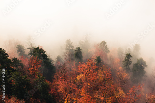 Fantastic autumn forest landscape, lots of trees in the fog