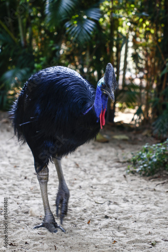 The Cassowary in the zoo