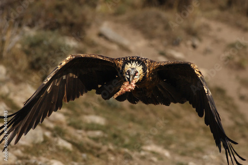 Juvenile bearded vulture (Gypaetus barbatus) or lammergeier or ossifrage is flying with open wings and big bone in the beak, raptor in the middle of mountains photo