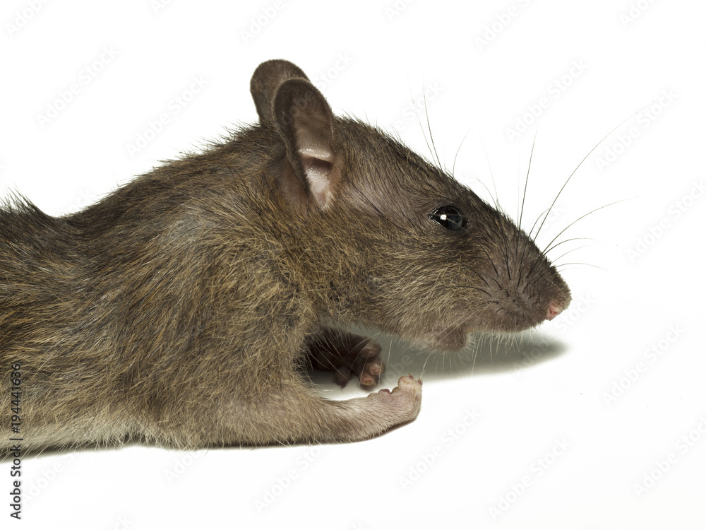 Fototapeta premium Dead rat, on white background.