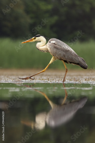 The grey heron (Ardea cinerea) walking in the pond with green background with long legs and beak photo