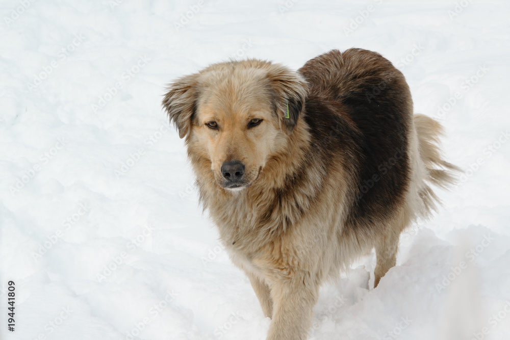 Beautiful life-saving dog walking in the snow, space for text Beautiful life-saving dog walking in the snow, space for text