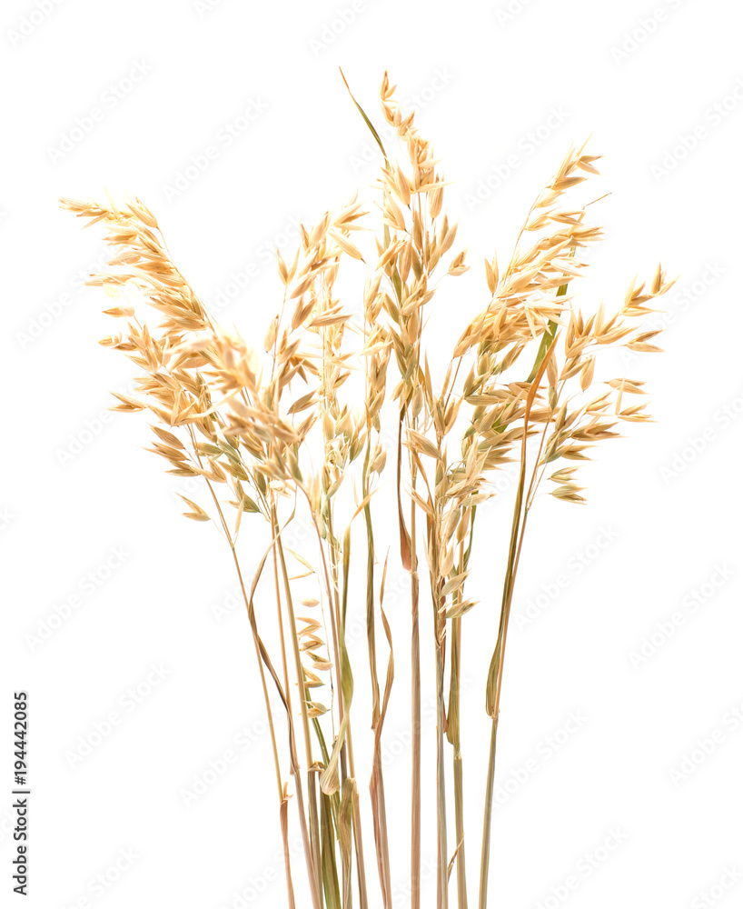 Oat plant  isolated on white close up