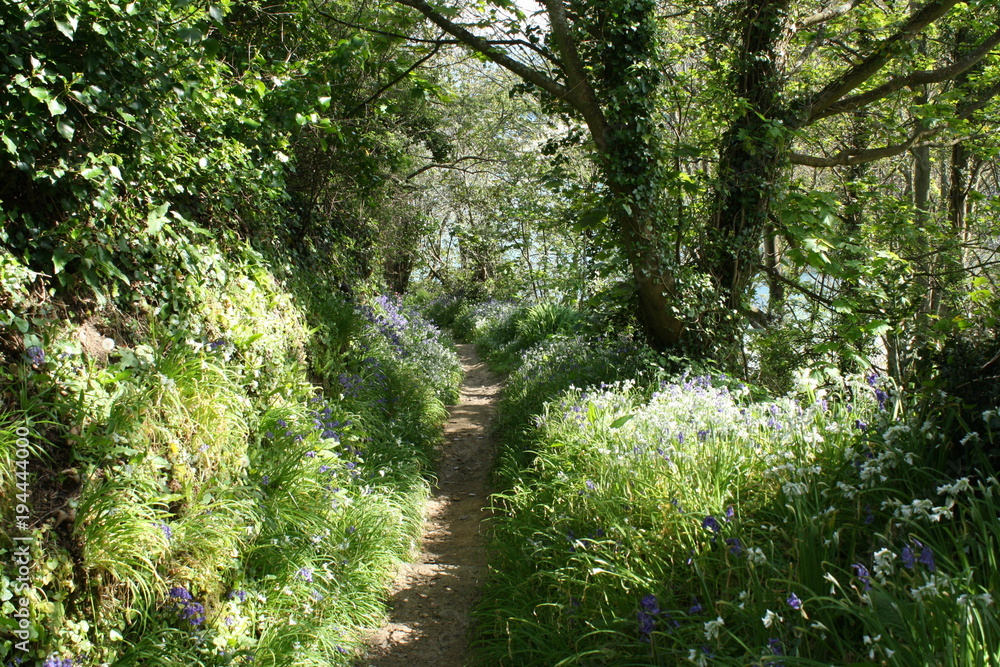 Fototapeta premium Bluebell wood on Guernsey