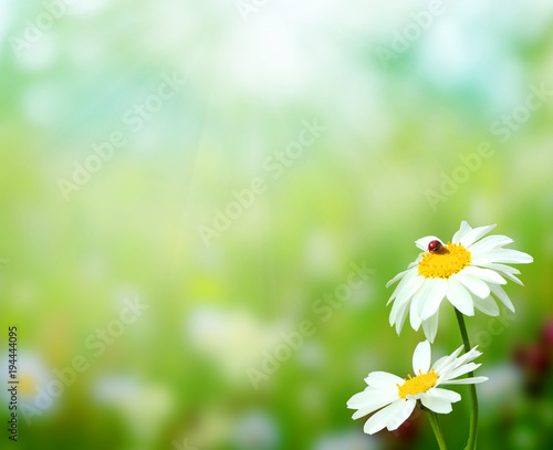 Fototapeta Naklejka Na Ścianę i Meble -  Green summer nature background with chamomile flowers.
