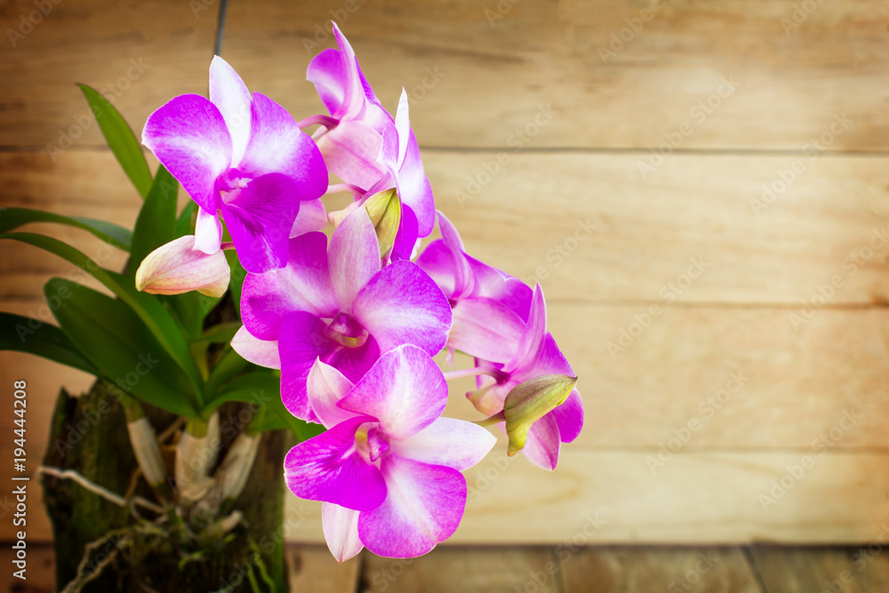 purple orchid on wooden background purple orchid on wooden background