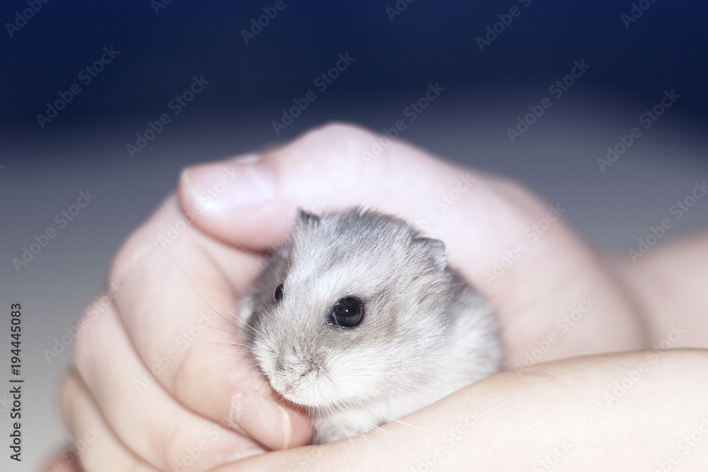 Dear hamster, very funny