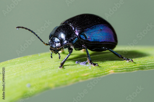 Macro Nature photography sky blue leaf beetle. Chrysolina coerulans.