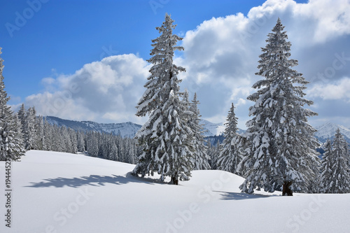Winter scenery with snow-covered trees in the European Alps
