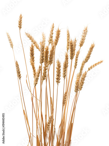 Wheat ears isolated on a white background.