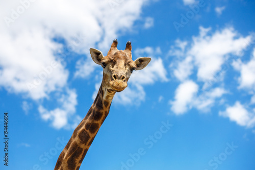 the head of a giraffe against the sky