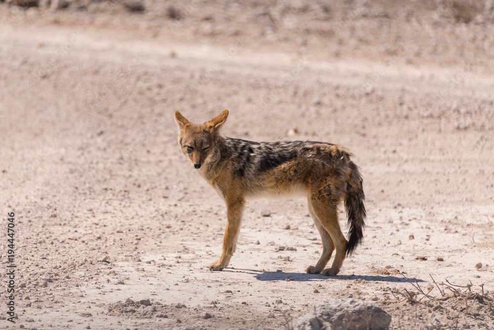 Fototapeta premium Black backed jackal