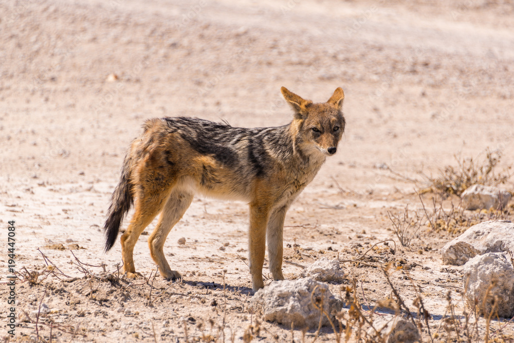 Fototapeta premium Black backed jackal