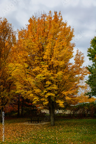 Autumn, fall landscape. Tree with colorful leaves. Red fall tree.