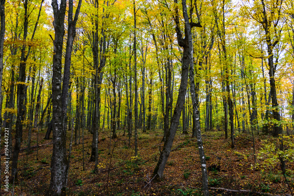Fototapeta premium Autumn forest in Pictured Rocks, Munising, MI, USA