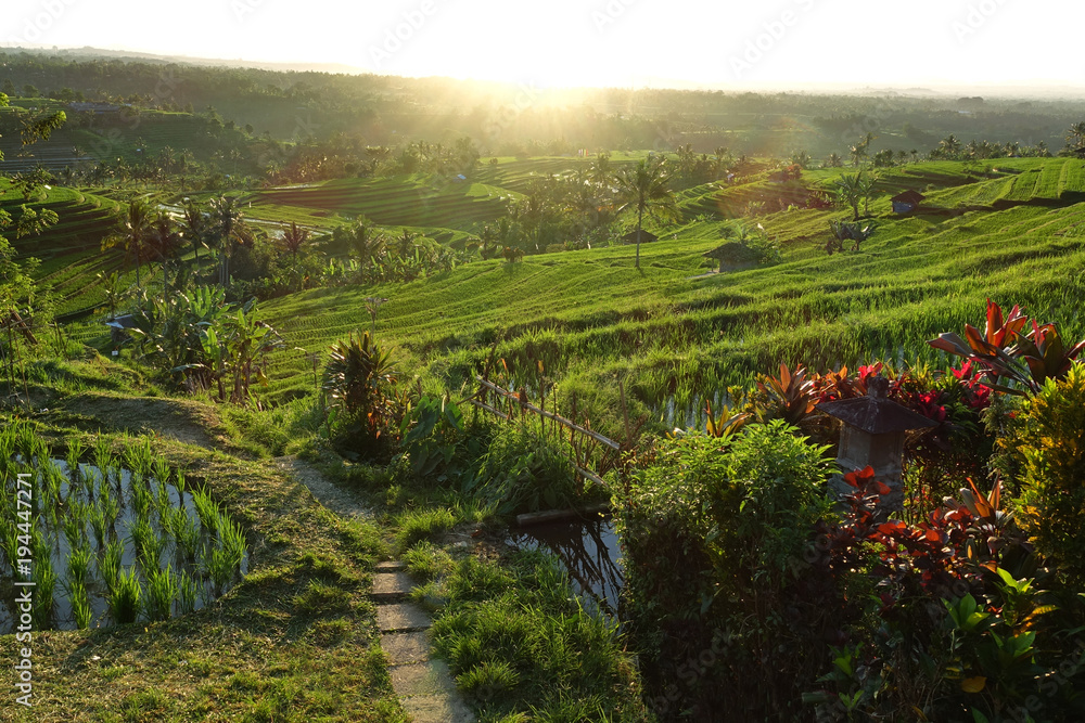 Beautiful sunrise over the Jatiluwih Rice Terraces in Bali, Indonesia