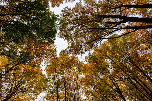 Autumn forest in Pictured Rocks, Munising, USA. View of treetops © VirtualV