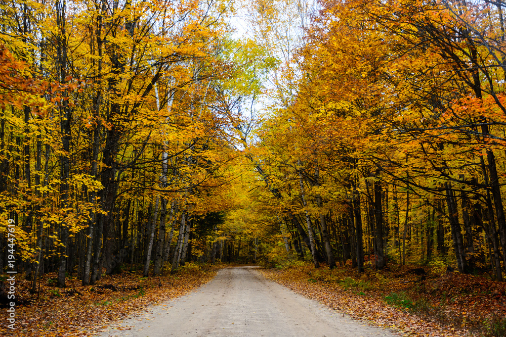 Fototapeta premium Droga upadku w lesie Pictured Rocks National Lakeshore Munising. Tunel drzew.