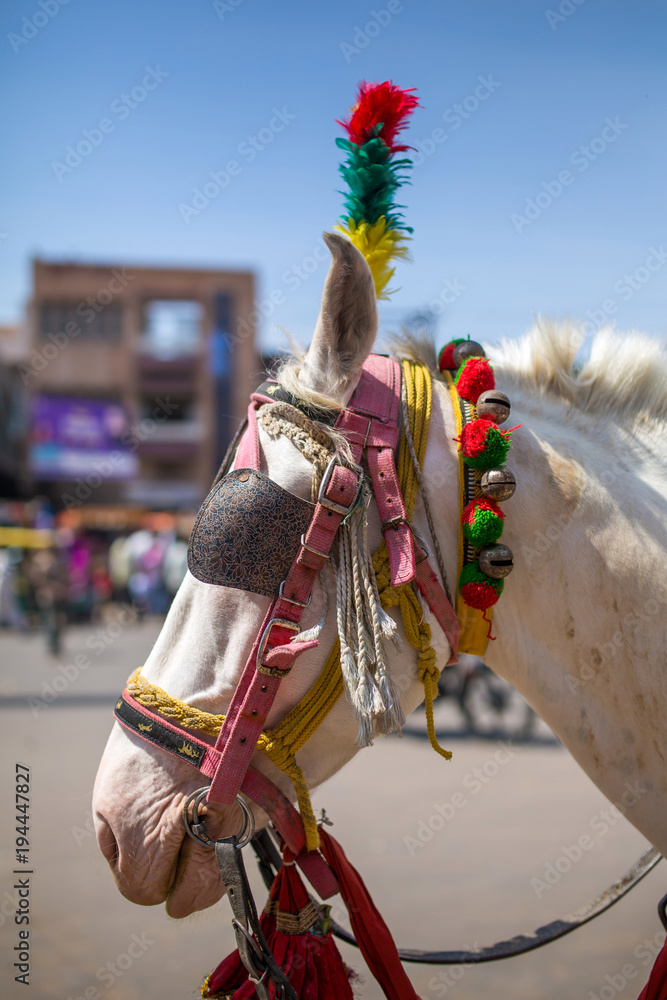 Head of colorfully decorated Indian horse in Jaisalmer, Rajasthan, India