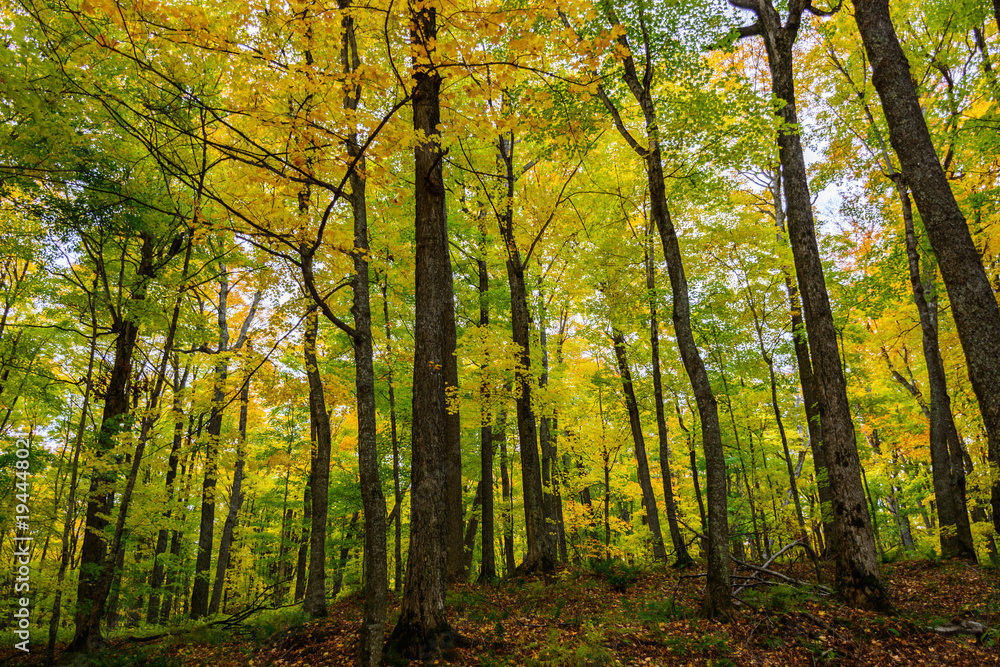 Autumn forest in Pictured Rocks, Munising, MI, USA