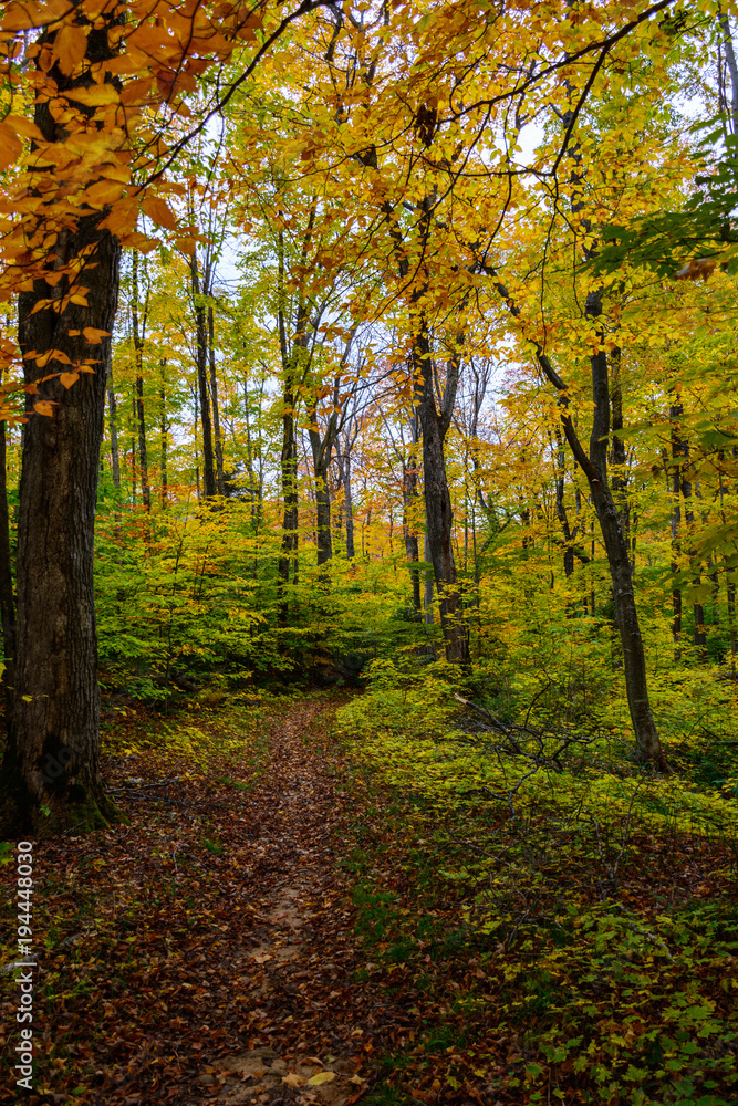 Forest trail in Pictured Rocks National Lakeshore, .Munising, MI, USA