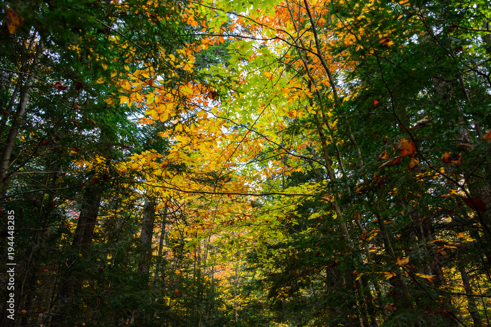 Autumn forest in Pictured Rocks, Munising, MI, USA Autumn forest in Pictured Rocks, Munising, MI, USA